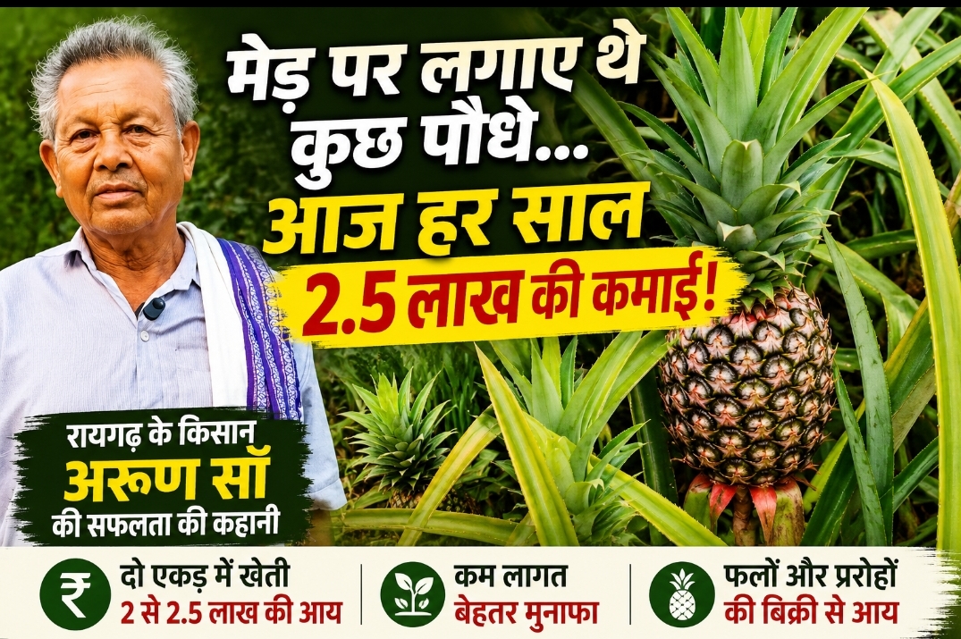 मेड़ पर लगाए थे कुछ पौधे, आज अनानास से हर साल 2.5 लाख की कमाई; रायगढ़ के किसान बने मिसाल